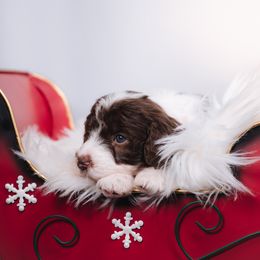 Bordoodle Puppies from 2J 2K Bordoodles