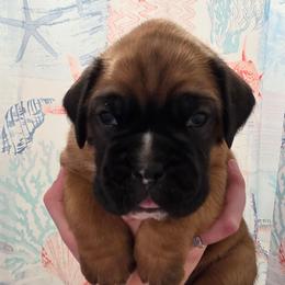 Diesel - Fawn male Boxer puppy in Evans, Georgia from Kimberly's Boxers