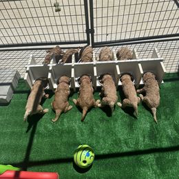 Goldendoodle Puppies from Lakeside Doodles