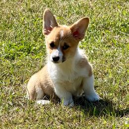Ready To Go Now- Sable girl 2 - Sable female Pembroke Welsh Corgi puppy in Rochester, Indiana from Stacy’s Pembroke Welsh Corgis