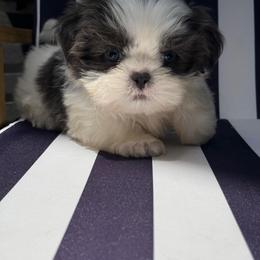 Milo - Blue and white male Shih Tzu puppy in Rockville Centre, New York from Magnolia Tzus