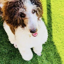 Goldendoodle Puppies from Labradoodleday