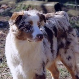 Australian Shepherds from Wigglebutts of Georgia