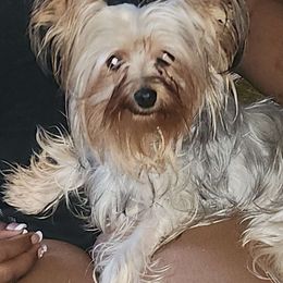 Jasmine - Yorkshire Terrier