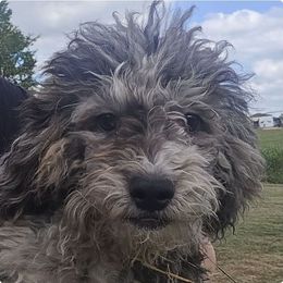 Brewen - Merle male Maltipoo puppy in Lebanon, Kentucky from Mosaic Merle Doodles