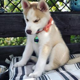 Poodle and Siberian Husky Puppies from White Water Dogs