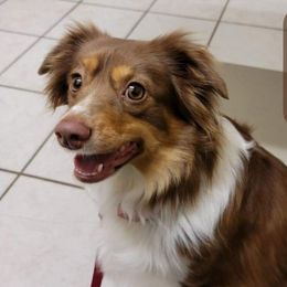Cricket - Miniature Australian Shepherd