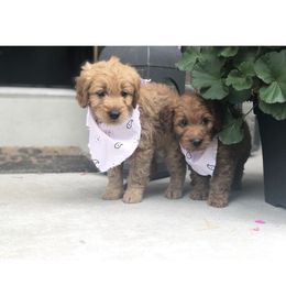Goldendoodle Puppies from Golden Haven Doodles