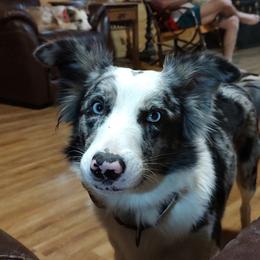 Ember - Border Collie