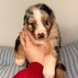 Como - Blue merle male Australian Shepherd puppy in Anniston, Alabama from All Hale Aussies