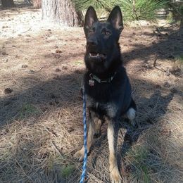 Finnick - German Shepherd