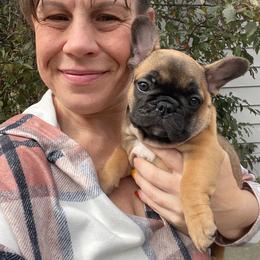Meet Bonnie - Fawn and white female French Bulldog puppy in Spanaway, Washington from Beloved Frenchies