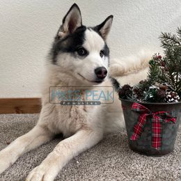 Crush - Silver and white male Pomsky puppy in Littleton, Colorado from Pikes Peak Pomskies