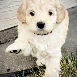 Australian Labradoodle Puppies from Tiny Treasures Australian Labradoodles