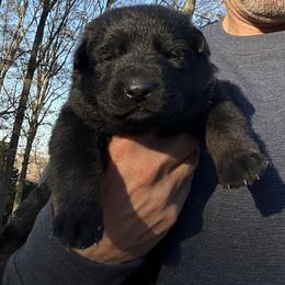 Tav - Bi-color male German Shepherd puppy in Moore, South Carolina from Von Zorhaus