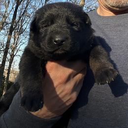 Tav - Bi-color male German Shepherd puppy in Moore, South Carolina from Von Zorhaus