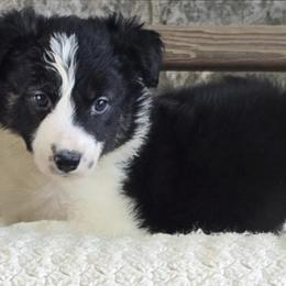 Border Collies from Whiskey Hollow Farm