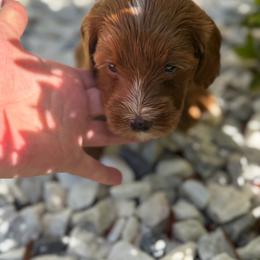 Magnolia - Red  female Goldendoodle puppy in Nashville, Tennessee from Tumbling Creek GoldenDoodles
