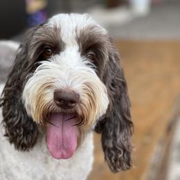 Australian Labradoodle Puppies from QuiSal Labradoodles