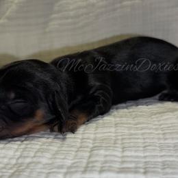 Little girl - Black and tan female Dachshund puppy in Chehalis, Washington from McJazzin Doxies