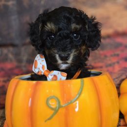 Nathan - Black tri-color male Aussiedoodle puppy in Prescott Valley, Arizona from Ramirez Family Doodles