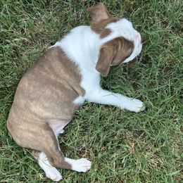 Boy 2 - Black brindle and white male Boston Terrier puppy in Sulphur Springs, Texas from B&B Bostons