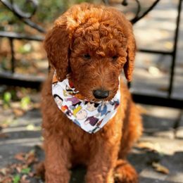 Goldendoodle Puppies from Tx Red Doodles