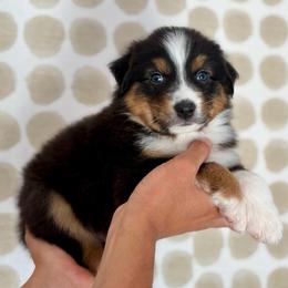 Birch - Black tri-color male Australian Shepherd puppy in Salinas, California from AA Aussies
