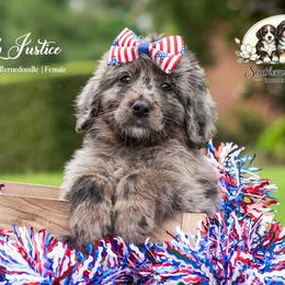 Lady Justice - Merle female Bernedoodle puppy in Spartanburg, South Carolina from Southern Magnolia Bernedoodles