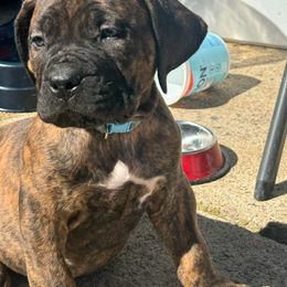 Boerboel Puppies from Erickson Ranch Boerboels