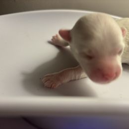 Boy 2 - White male Maltese puppy in Raleigh, North Carolina from Loveable Litters