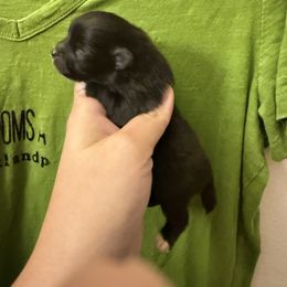 Black girl White socks - Black female Pomeranian puppy in Tyler, Texas from Aukland’s Poms