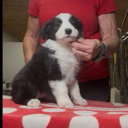 Girl 2 - Black female Border Collie puppy in Farmersville, Texas from Omegamtn Border Collies