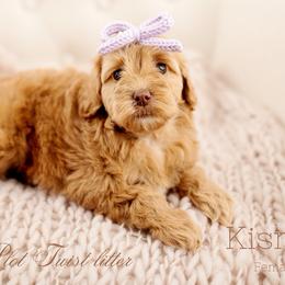 Kismit - Red  female Goldendoodle puppy in Athens, Alabama from Brewing Doodles