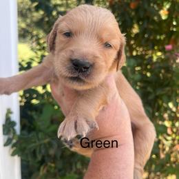 Green - Dark golden male Golden Retriever puppy in Jesup, Georgia from Painted Platinum Retrievers (Painted Platinum Kennel) PPK