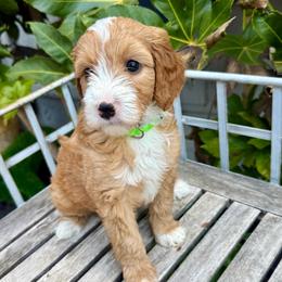 Striker - Red  male Goldendoodle puppy in Orangevale, California from Ugly Dad Doodles