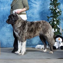 Dilara  - Anatolian Shepherd Dog