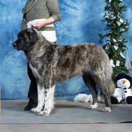 Dilara  - Anatolian Shepherd Dog