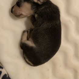 Dachshund and Great Dane Puppies from Running with Danes LLC