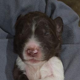 Blossom - female Newfypoo puppy in Mckenzie, Tennessee from Small Town Doodles & Poodles