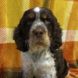 Rudolph - Tri-Roan male English Springer Spaniel puppy in Hudson, Michigan from Picky’s Puppies