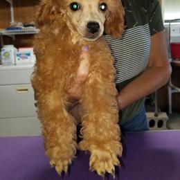 Poodle Puppies from Seattle Sankofa Kennel Club