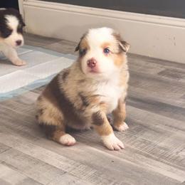 Sprout - Red merle male Australian Shepherd puppy in Williston, Florida from Over The Rainbow Aussies