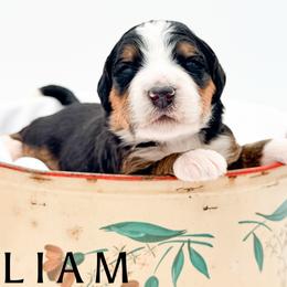 LIAM - Tri-color male Bernedoodle puppy in Tipton, Indiana from Country Creek Doodles
