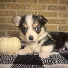 Brown Male - Black and tan male Pembroke Welsh Corgi puppy in Mcarthur, Ohio from Bentley Corgis LLC