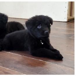 German Shepherd Puppies from Lux GSD