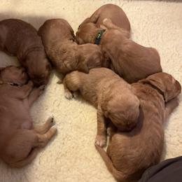 Boy 3 - male Golden Retriever puppy in Groton, New York from Thornfield Farm Goldens