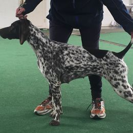 German Shorthaired Pointer All Grown Up from TRF German Shorthaired Pointers