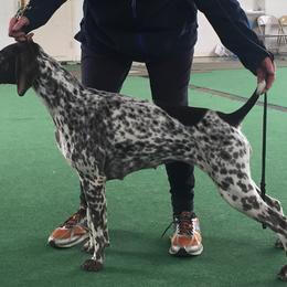 German Shorthaired Pointer All Grown Up from TRF German Shorthaired Pointers
