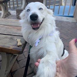 Wilson - Border Collie